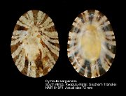 Cymbula sanguinans (2)